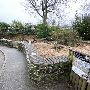 Meerkat enclosure 111221