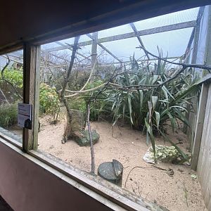 Narrow-striped mongoose and Crowned lemur enclosure 111221