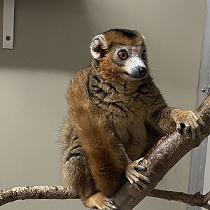 Crowned lemur 111221