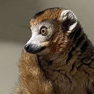Crowned lemur 111221