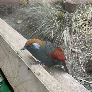 Gems of the Jungle - Red-tailed laughingthrush 111221