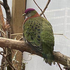 Gems of the Jungle - Superb fruit dove 111221