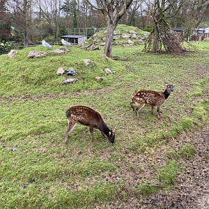 Visayan spotted deer 111221