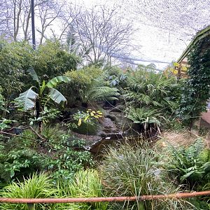 Gems of the Jungle 111221