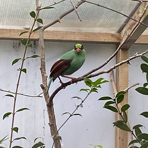 Gems of the Jungle - Javan green magpie 111221