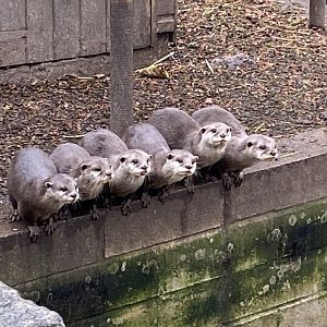 Asian small-clawed otters 111221
