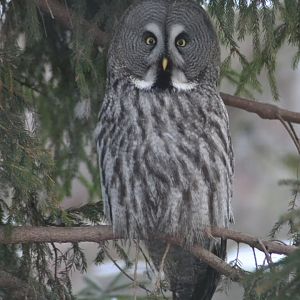 Great grey owl at Skansen, Stockholm