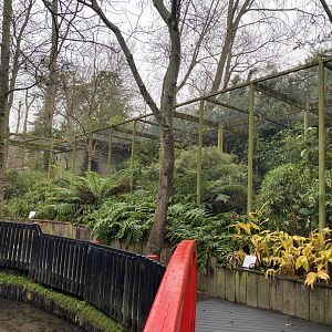 Black hornbill aviary 111221