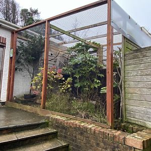 Yellow cardinal aviary 111221