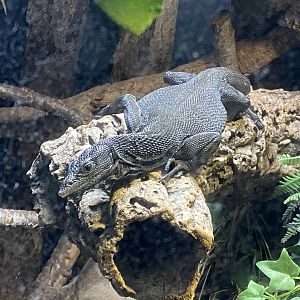 Tropical House - Black tree monitor 111221
