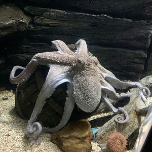 Common octopus 080122