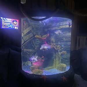 Lionfish exhibit 080122