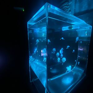 Jellyfish exhibit 080122