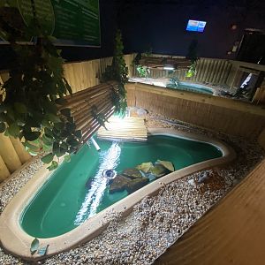 Turtle exhibit 080122