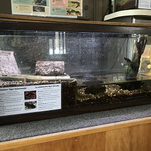 Wood Lake Nature Center - Eastern Tiger Salamander Tank