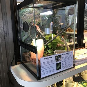 Wood Lake Nature Center - Gray Treefrog Terrarium