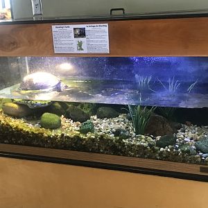 Wood Lake Nature Center - Blanding’s Turtle Tank