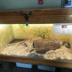 Wood Lake Nature Center - Gopher Snake/ Bullsnake Terrarium