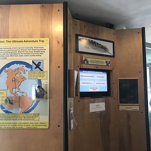 Wood Lake Nature Center - Birds of Wood Lake Display