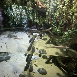 Four-eyed fish exhibit 080122