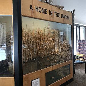 Wood Lake Nature Center - A Home in the Marsh Display