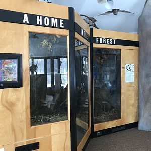 Wood Lake Nature Center - A Home in the Forest Display