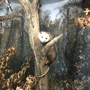 Wood Lake Nature Center - Virginia Opossum Taxidermy
