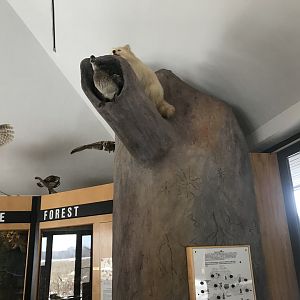 Wood Lake Nature Center - Leucistic Northern Raccoon Display