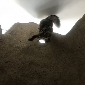 Wood Lake Nature Center - Gray Fox Taxidermy