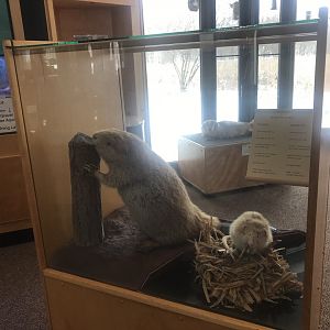 Wood Lake Nature Center - Leucistic Beaver & Muskrat Displays
