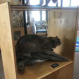 Wood Lake Nature Center - Bobcat Taxidermy