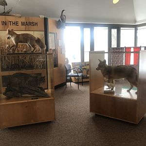 Wood Lake Nature Center - Bobcat, Red Fox, & Coyote Displays