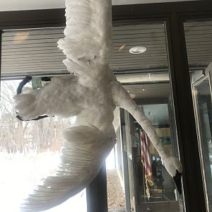 Wood Lake Nature Center - Trumpeter Swan Taxidermy