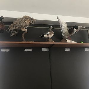 Wood Lake Nature Center - Assorted Bird Taxidermies