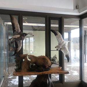 Wood Lake Nature Canter - American Beaver & Snow Goose Taxidermies
