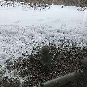Wood Lake Nature Center - Gray Squirrel Seen From Observation Window
