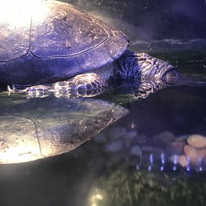 Top Half of Blanding’s Turtle