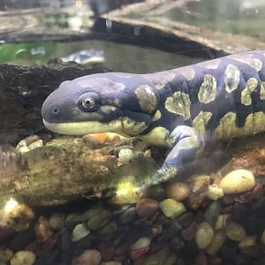 Eastern Tiger Salamander