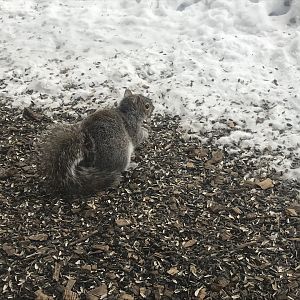 Eastern Gray Squirrel