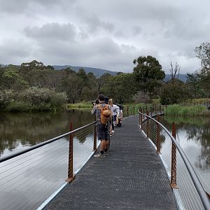 Platypus Watching - Tidbinbilla