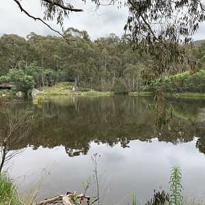 Pond 2 - Tidbinbilla Sanctuary