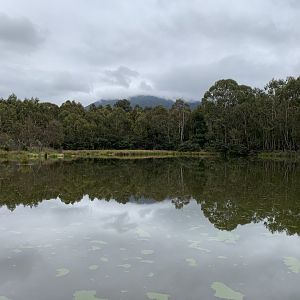 Black Flat Dam - Tidbinbilla