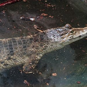 Philippine Crocodile (Crocodylus mindorensis)