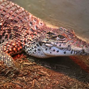 Cuban Crocodile Juvenile, December 2016