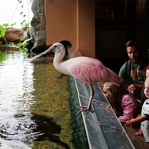 Roseate Spoonbill