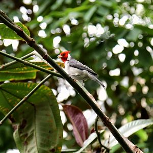 Red-crested Cardinal, April 2016