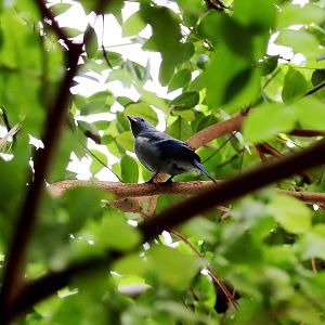 Blue-gray Tanager, April 2016