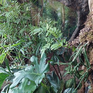 Lizard Cove- Red-Footed Tortoise enclosure