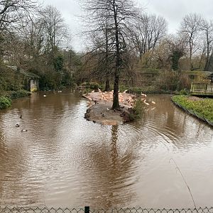 Flamingo and waterfowl enclosure 301221