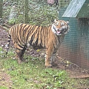 Sumatran tiger 301221